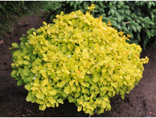 �������� ���������-137�.jpg