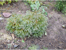 ����������� �������������