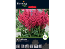 Astilbe-Fireberry.jpg