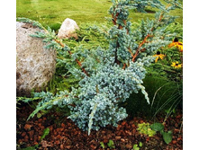 106,7���. ������������ Juniperus squamata Meyeri.jpg