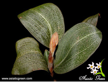 Macodes sp. Papua