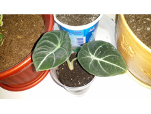 �������� �������