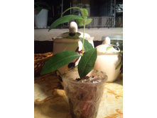 : �������� ����, Backhousia citriodora,