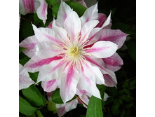 245���. �������� ���������.jpg