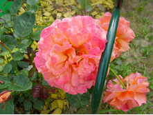 Easy Does It (9).JPG