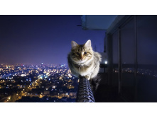 Cute-cats-theme-wallpapers-1920x1080-11.jpg