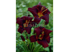 98,3���. �������� ��������(�������� ���� �� 2 ��., ����������� ����� 1��.)���16.jpg