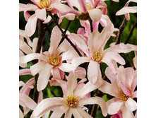 212���. �������� �ף������� ����� .jpg