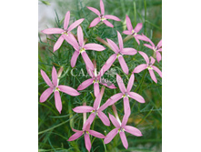 ������� ������� ������� 5�� 13,2.jpg