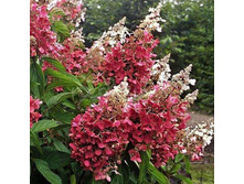 ��������� ��� ���� ������� �9- 148