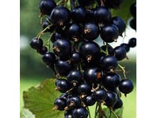 147���. ��������� ޣ���� �����.jpg