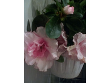 IMG 20151002 130045.jpg