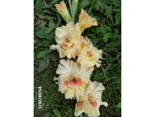 19 ���� ���������