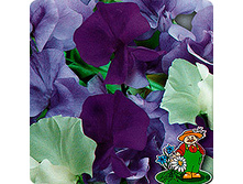 �������� ������� ������� ���� 10�� 12.jpeg