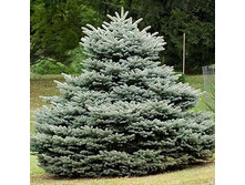 442,2���. ��� Picea pungens Glauca Globosa.jpg