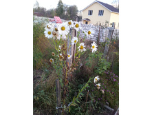 20151006 063526.jpg