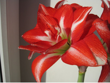 Exotic Peacock - ������� �����