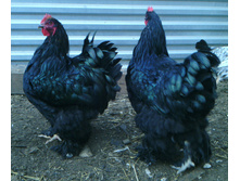 IMG 20151019 095656.JPG