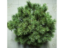 95,7���. ����� Pinus sylvestris.jpg
