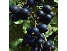 163���. ���������-������������� ������ ��ˣ.jpg