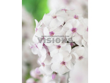 Phlox-Ice-Cream.jpg
