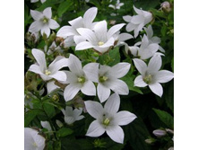 ����������� ���������������� ���� ����.jpg