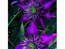 245���. �������� ������ ���.jpg