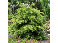 111,1���. ����� Tsuga canadensis.jpg