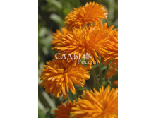 ��������� ���� ���� ������� 20�� 9.jpg