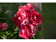 Deep Impression (21).JPG