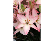 27,88���. ����� ��������(�������� ���� �� 5 ��., ����������� ����� 1��.)���16.jpg