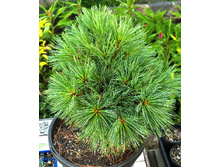 95,7���. ����� Pinus strobus.jpg