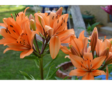 53d739125f849 dsc1115.JPG