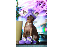 ���� ����� ����