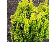 229���. �������� �������� ������ �����.jpg