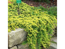 95,7���. ������������ Juniperus horizontalis Golden Carpet.jpg