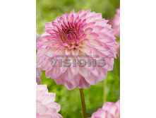 98,6���. �������� ��������(�������� ���� �� 1 ��., ����������� ����� 1��.)���16.jpg