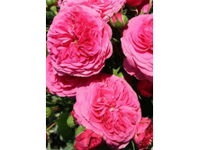 ������� 220���. (����� �������� ��� 17��.).jpg