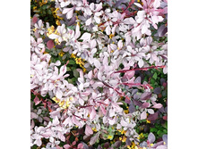 141���. �������� ��������� ������� �����.jpg