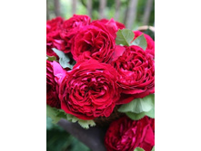 ������ 220���. (����� �������� ��� 20��.).jpg