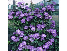 �������� ��� ����������-221