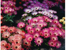 ����������� ������ ���� 0,1�� 9.jpg