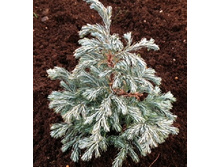 95,7���. ����������� Chamaecyparis pisifera Boulevard.jpg