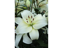 18,44���. ����� �������(���������� �� ����� �������� �� 7��.).jpg