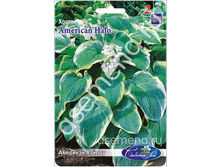 �����	�������� ������	American Halo