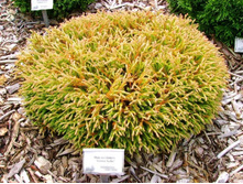99���. ��� Thuja occidentalis Golden Tuffet.jpg