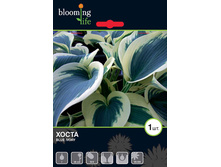 Hosta-Blue-Ivory.jpg