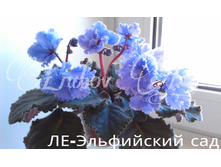 ��-���������� ���