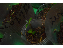 Xanthostemon bracteatus