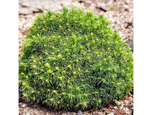 128,7���. ��� Picea glauca Alberta Globe.jpg